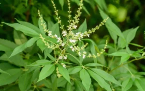 Ayurvedic Home Remedies for PCOD and PCOS , Nirgundi (Chasteberry)