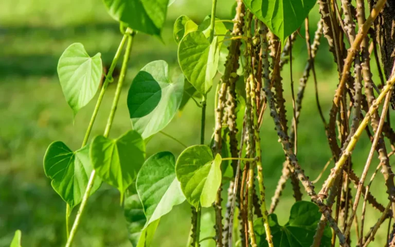 Ever wondered how Ayurveda’s Guduchi can transform your triglyceride levels? Discover the ancient secret to better heart health!