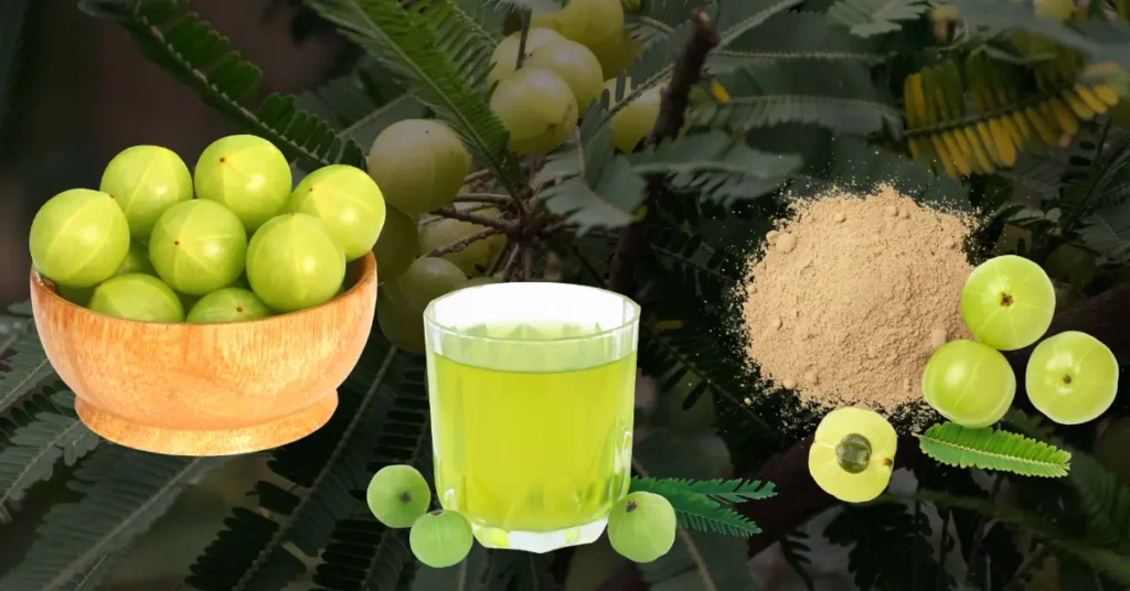 Amla Benefits, Best Ways to Consume, Dosage & Side Effects – A Doctor’s Guide