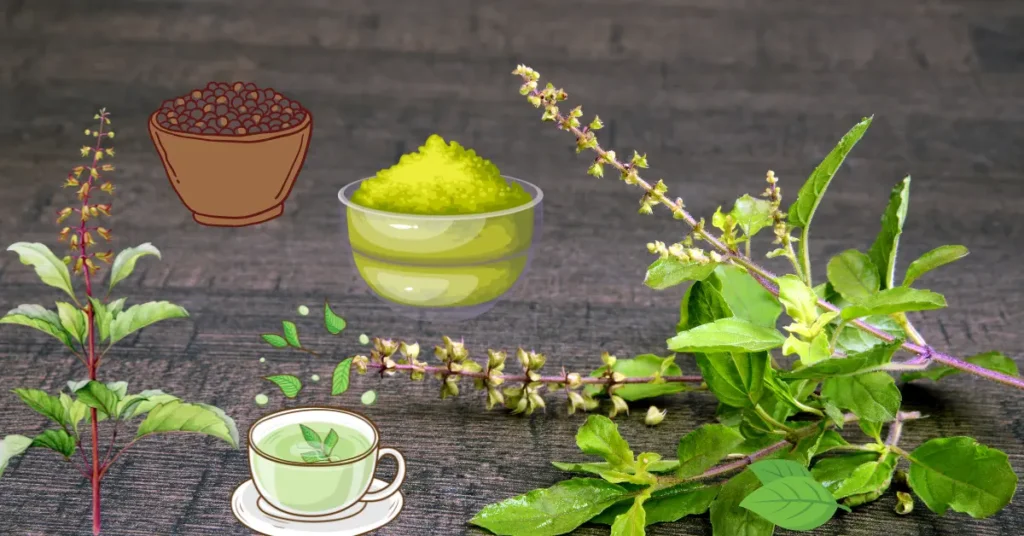 Tulsi Benefits, Best Ways to Consume, Dosage & Side Effects – A Doctor’s Guide
